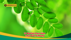 10 Manfaat Daun Kelor Untuk Diet Seimbang