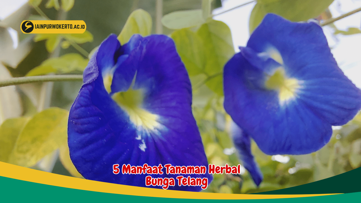 Temukan 5 Manfaat Luar Biasa dari Bunga Telang untuk Kesehatan Anda yang Tak Terduga birds n bees