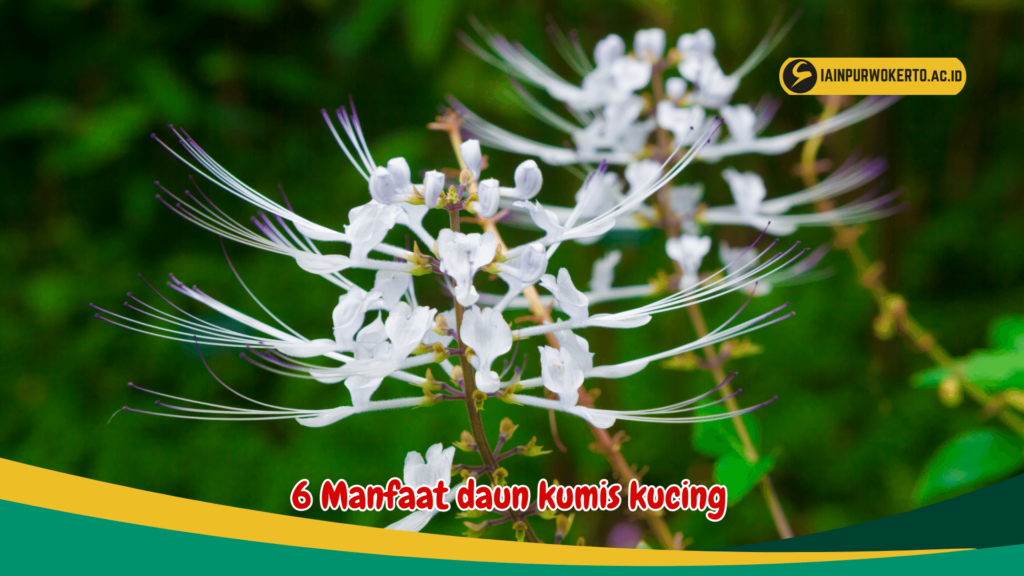 6 Manfaat daun kumis kucing 6 Manfaat daun kumis kucing