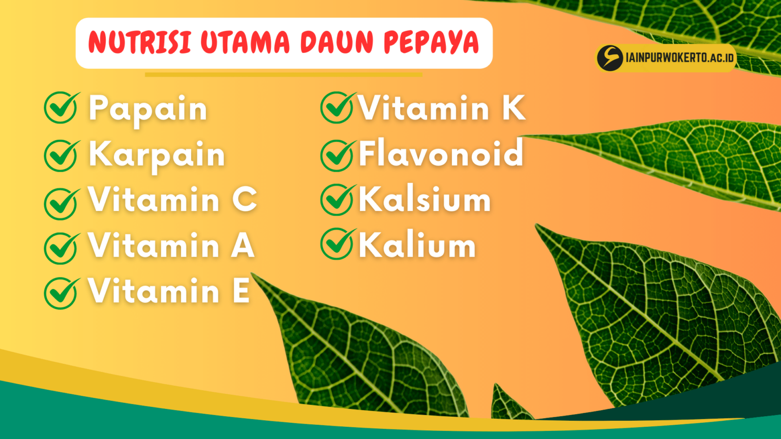 Menelusuri Manfaat Nutrisi Daun Pepaya Tua untuk Kesehatan dan Masakan Menelusuri Manfaat Nutrisi Daun Pepaya Tua untuk Kesehatan dan Masakan