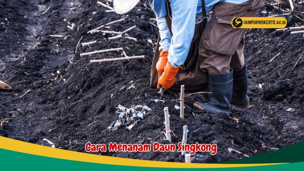 Cara Menanam Daun Singkong Cara Menanam Daun Singkong