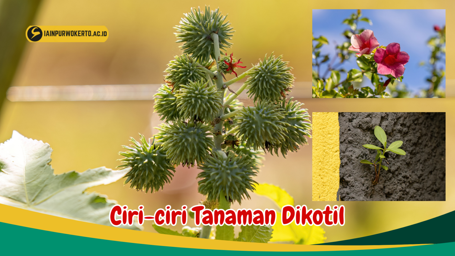 Dapatkan Fakta menarik tentang Berbagai Jenis Tanaman Dikotil dan ciri