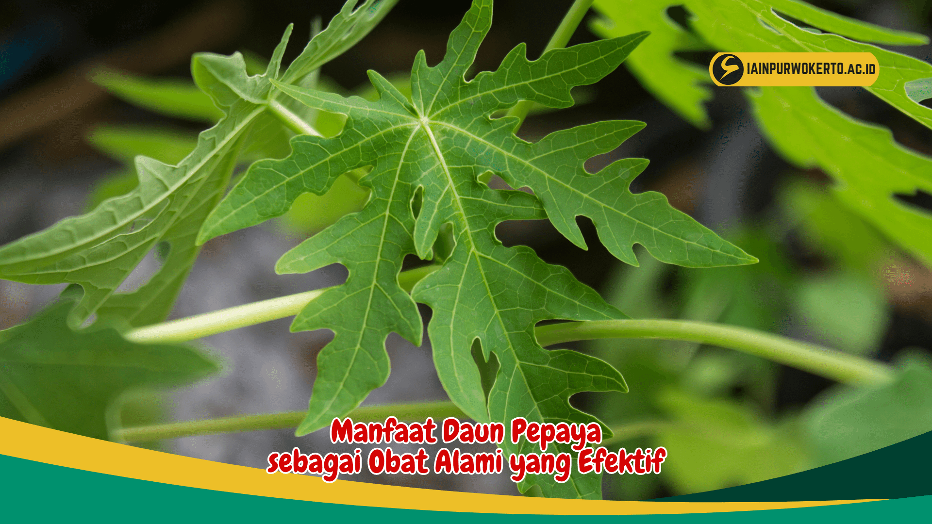 Kenali Manfaat Daun Pepaya sebagai Obat Alami yang Efektif