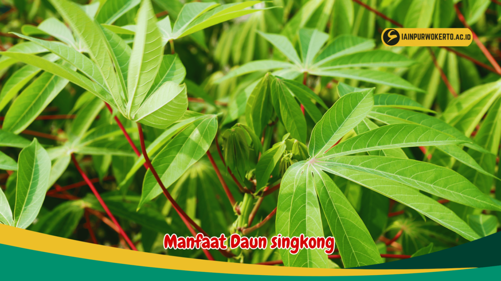Manfaat Daun singkong Manfaat Daun singkong