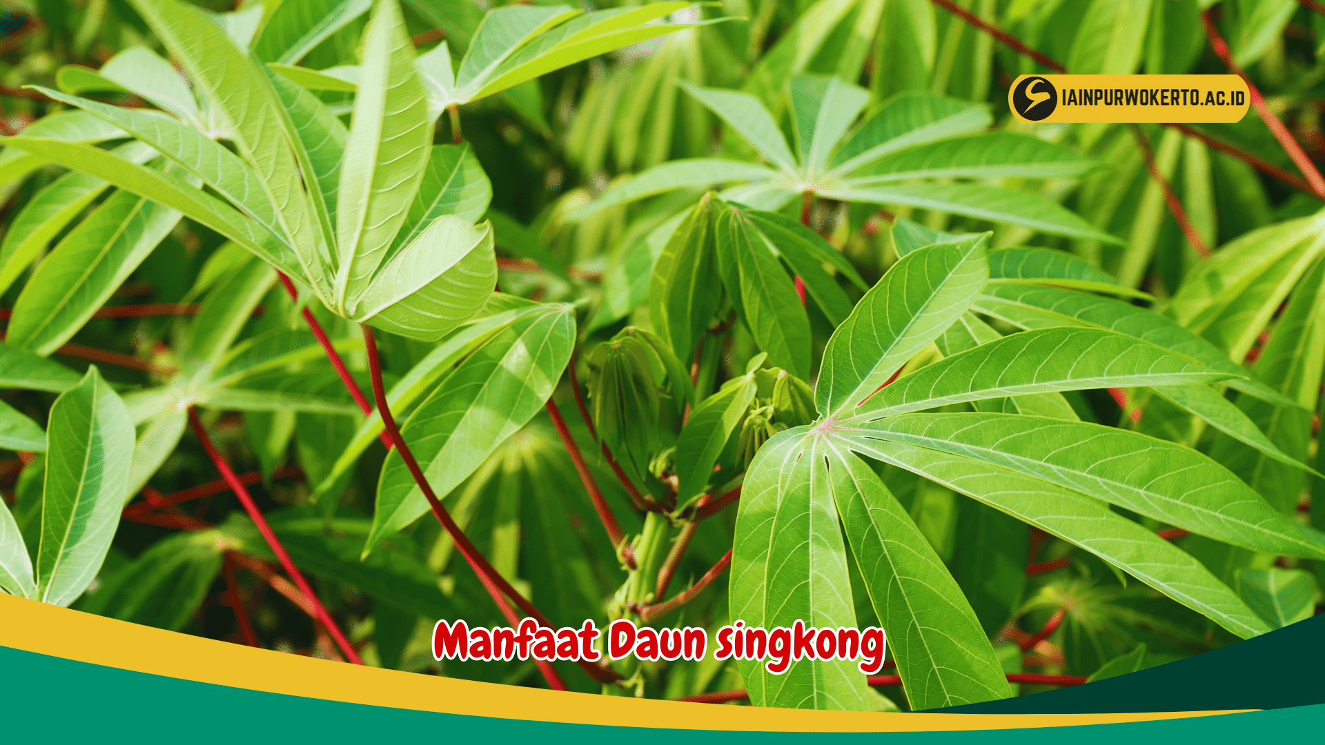 Ketahui 3 manfaat Utama daun singkong bagi Kesehatan Ketahui 3 manfaat Utama daun singkong bagi Kesehatan