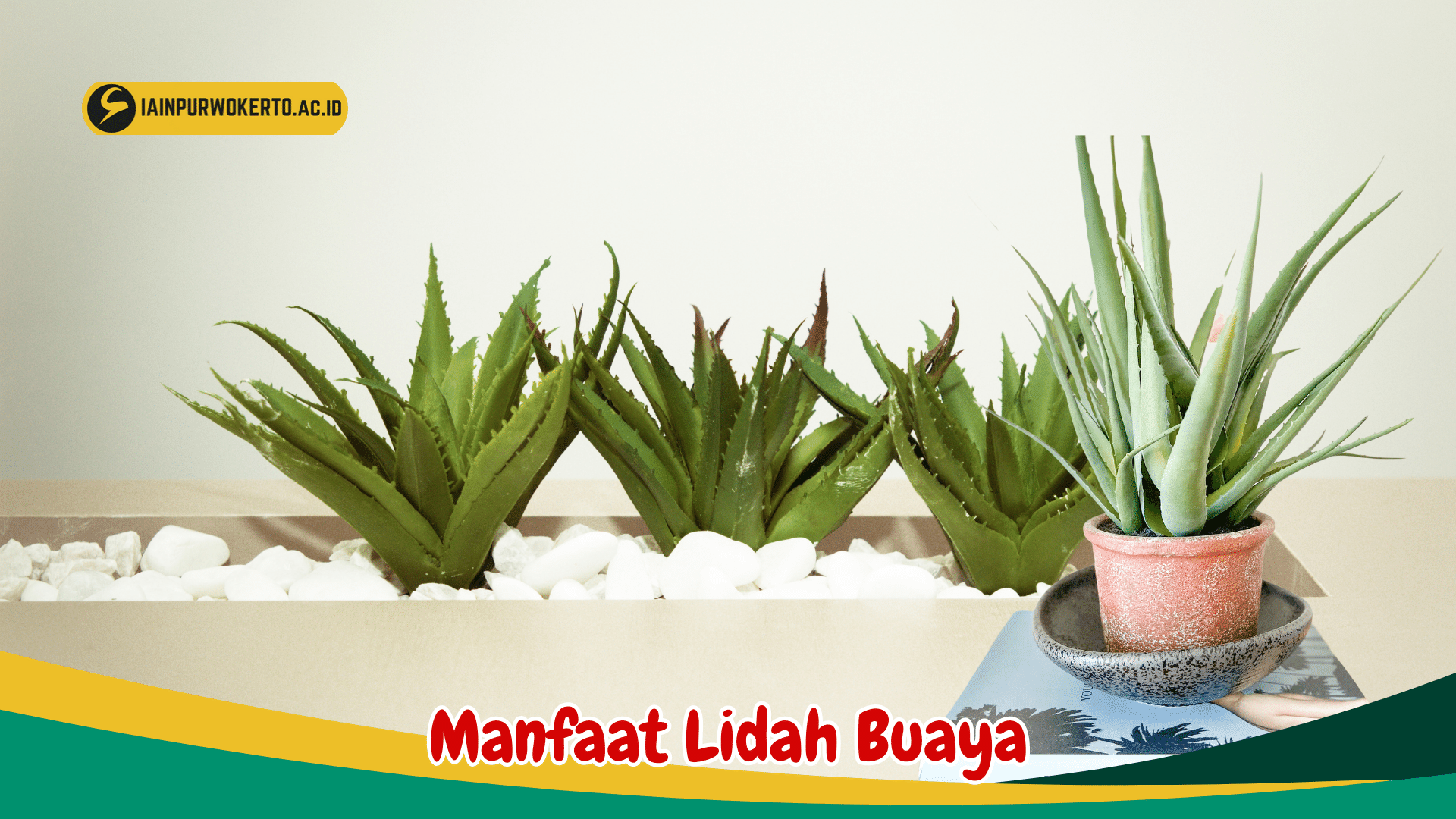 Manfaat Lidah Buaya untuk Kesehatan Kulit dan Rambut Manfaat Lidah Buaya untuk Kesehatan Kulit dan Rambut