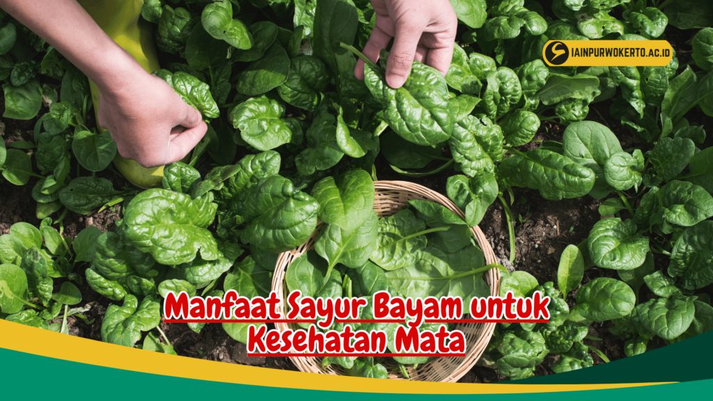 Manfaat Sayur Bayam untuk Mata Manfaat Sayur Bayam untuk Mata