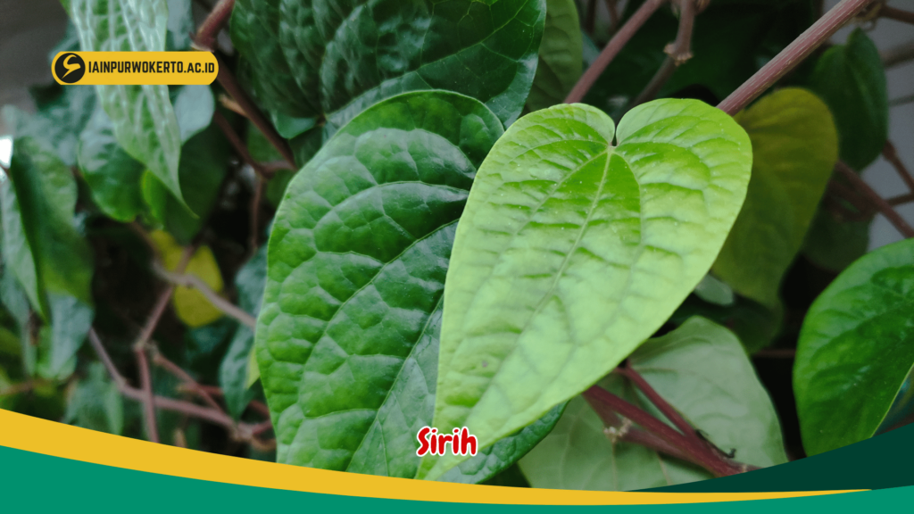Daun Sirih Daun Sirih