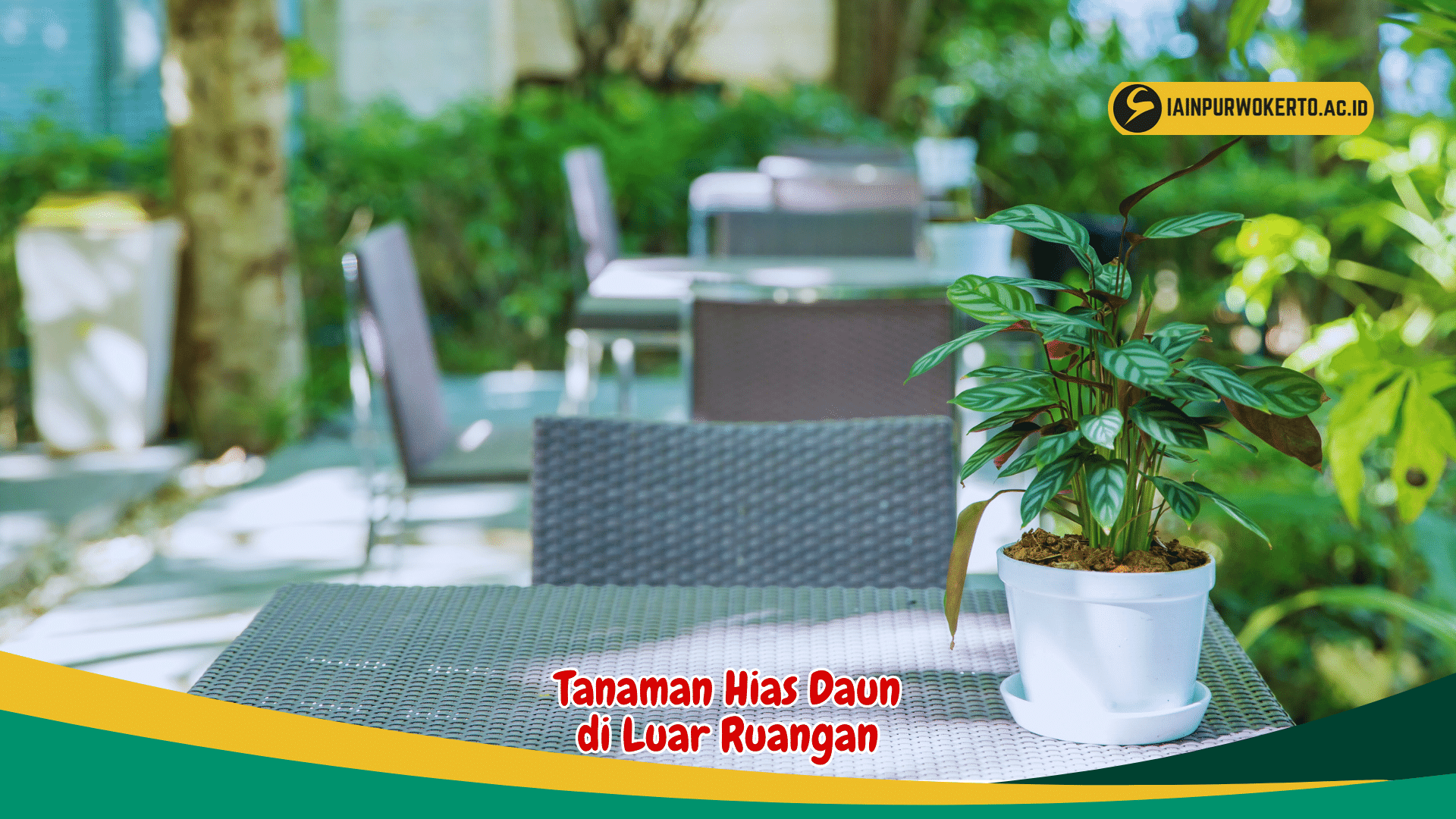 Simak Panduan Lengkap Merawat Tanaman Hias Daun di Luar Ruangan Simak Panduan Lengkap Merawat Tanaman Hias Daun di Luar Ruangan