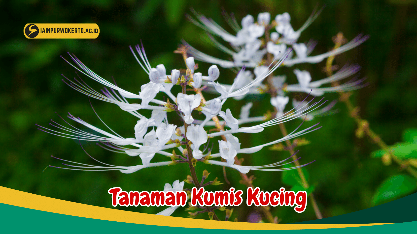 Simak Cara Budidaya Tanaman Kumis Kucing Simak Cara Budidaya Tanaman Kumis Kucing
