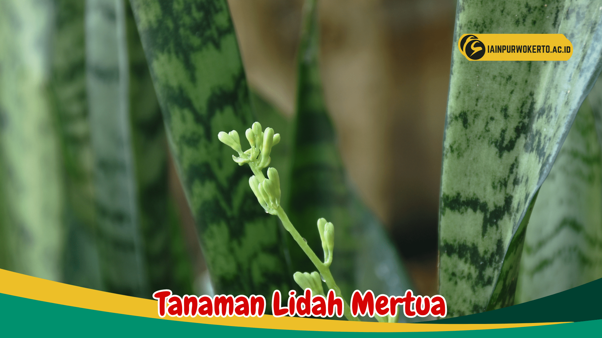 Telusuri Tentang Tanaman Lidah Mertua dan Perawatannya Telusuri Tentang Tanaman Lidah Mertua dan Perawatannya