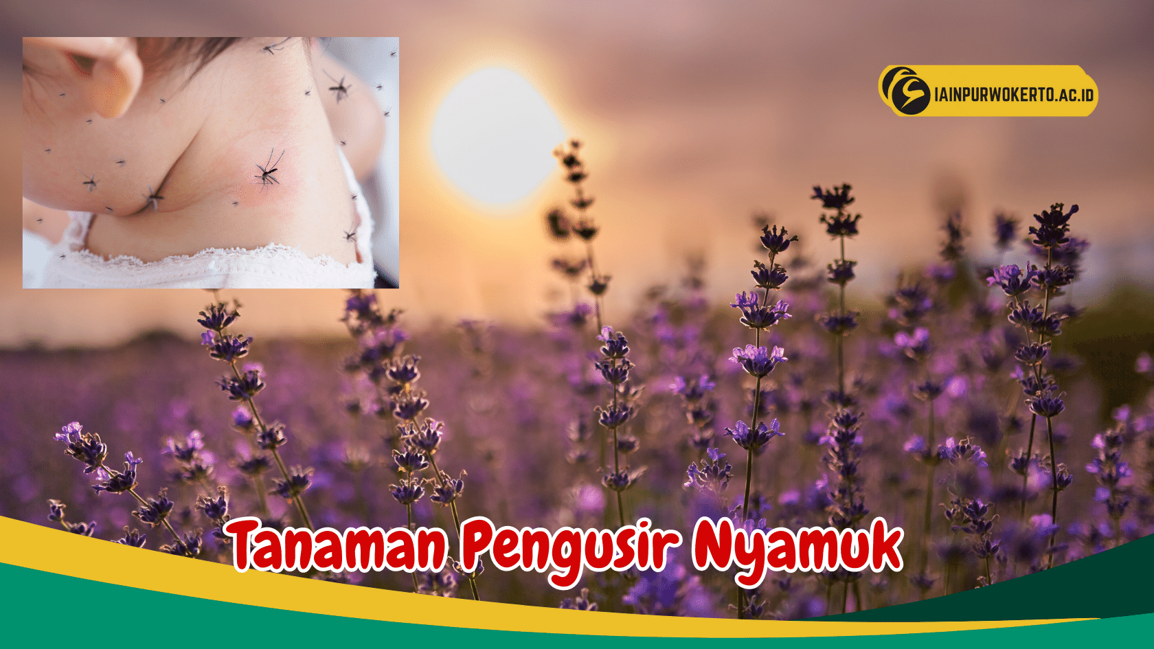 Pelajari Jenis Tanaman Pengusir Nyamuk Serta Manfaat dan Cara Perawatanya