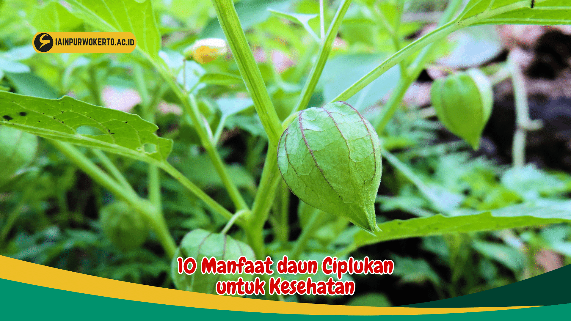 Efektif Mengobati batuk, intip 10 Manfaat daun Ciplukan untuk Kesehatan