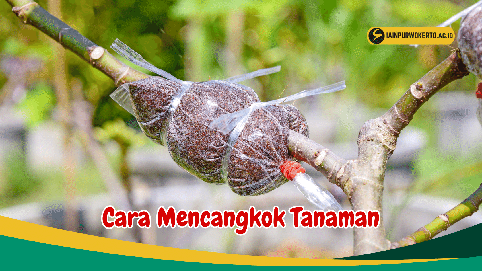 Simak 6 Cara Mencangkok Tanaman dengan Teknik yang Tepat Simak 6 Cara Mencangkok Tanaman dengan Teknik yang Tepat