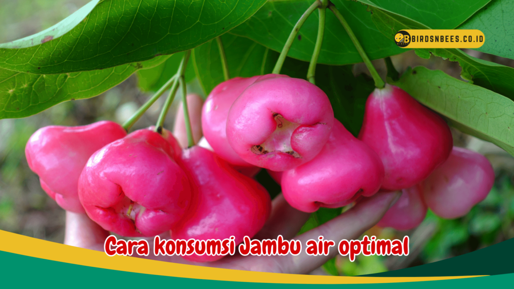Cara konsumsi Jambu air optimal Cara konsumsi Jambu air optimal