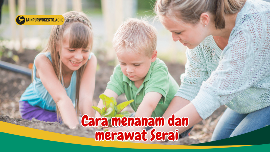Cara menanam dan merawat Serai Cara menanam dan merawat Serai