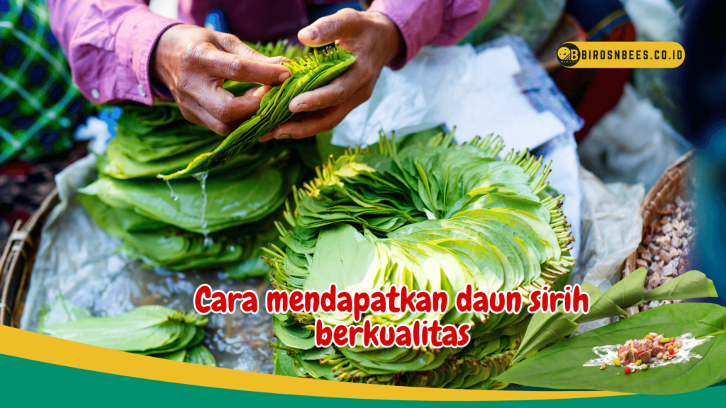 Cara mendapatkan daun sirih berkualitas