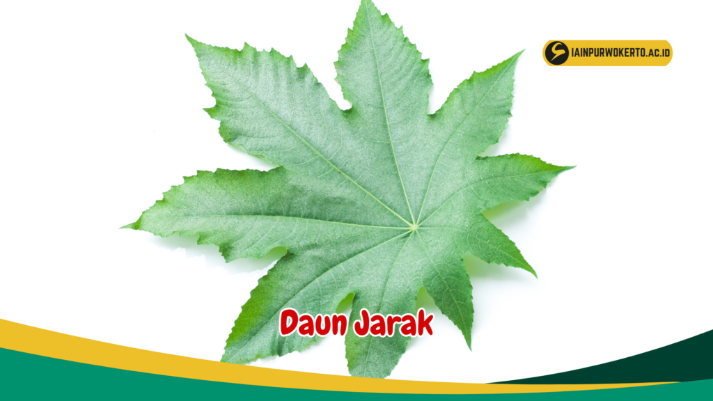 Daun Jarak Daun Jarak