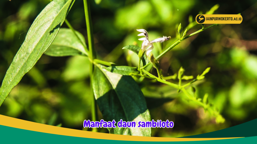 Manfaat daun sambiloto Manfaat daun sambiloto