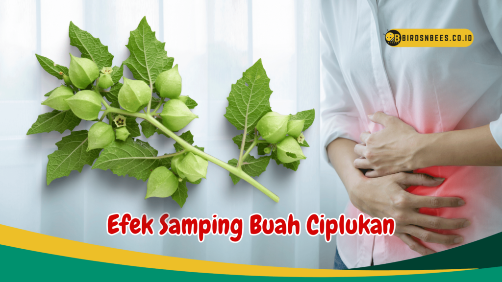 Efek Samping Buah Ciplukan Efek Samping Buah Ciplukan
