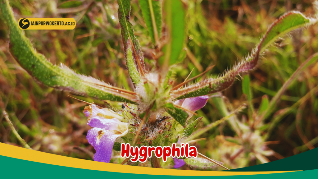 Hygrophila