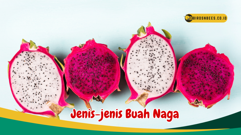 Jenis-jenis Buah Naga Jenis-jenis Buah Naga