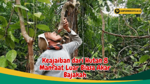 Keajaiban dari Hutan 8 Manfaat Luar Biasa Akar Bajakah