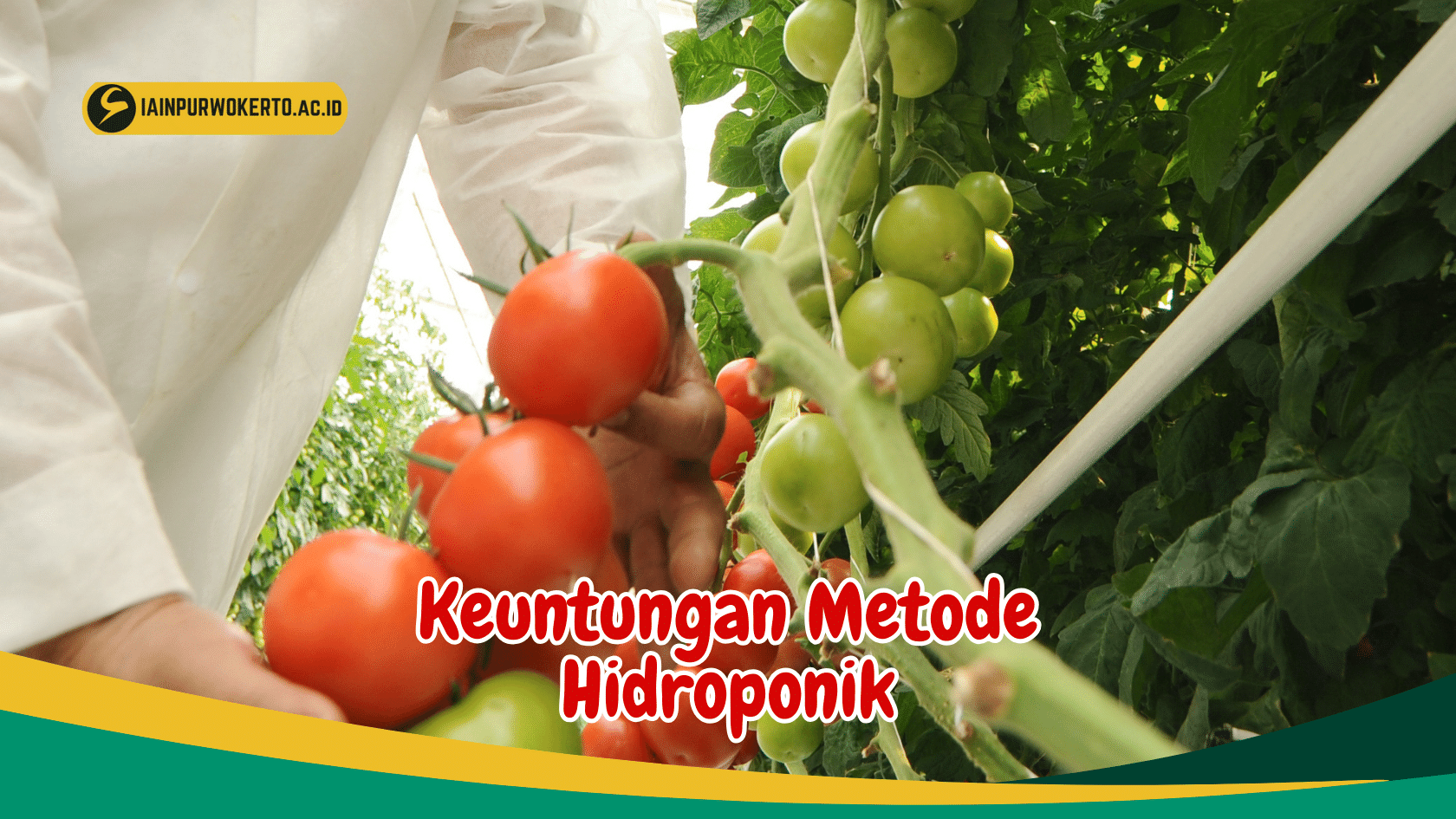Mengenal 9 Jenis Tanaman Hidroponik Yang Mudah Dibudidayakan Mengenal 9 Jenis Tanaman Hidroponik Yang Mudah Dibudidayakan