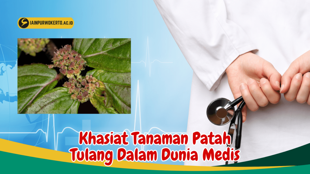Khasiat Tanaman Patah Tulang Dalam Dunia Medis Khasiat Tanaman Patah Tulang Dalam Dunia Medis