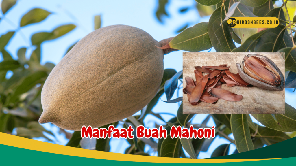 Manfaat Buah Mahoni Manfaat Buah Mahoni