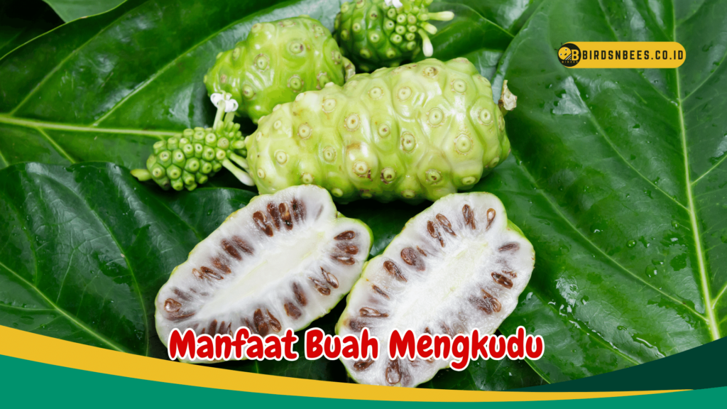 Manfaat Buah Mengkudu Manfaat Buah Mengkudu
