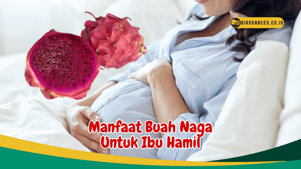 Manfaat Buah Naga Untuk Ibu Hamil Manfaat Buah Naga Untuk Ibu Hamil