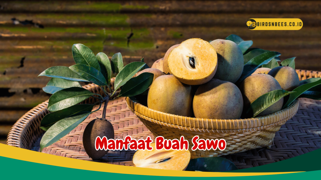 Manfaat Buah Sawo Manfaat Buah Sawo