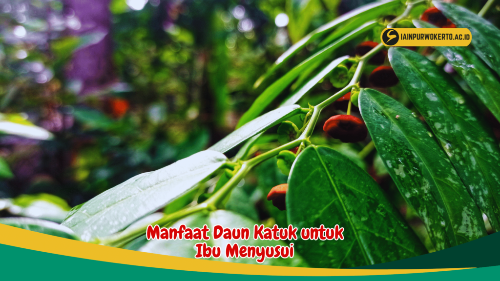 Manfaat Daun Katuk untuk Ibu Menyusui Manfaat Daun Katuk untuk Ibu Menyusui