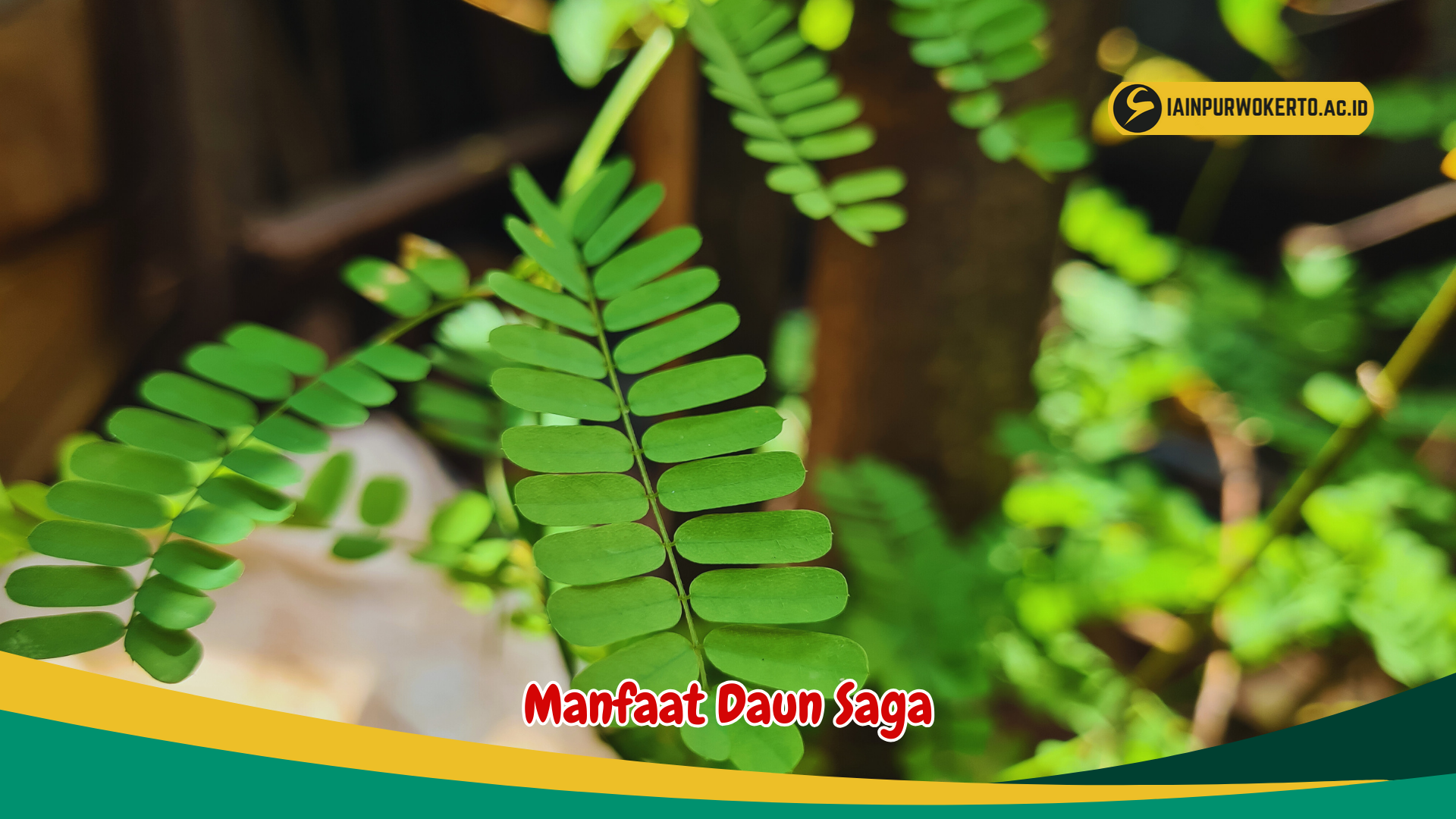 Manfaat Daun Saga untuk Kesehatan, terutama untuk Bayi Manfaat Daun Saga untuk Kesehatan, terutama untuk Bayi