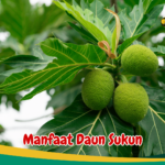 Manfaat Daun Sukun