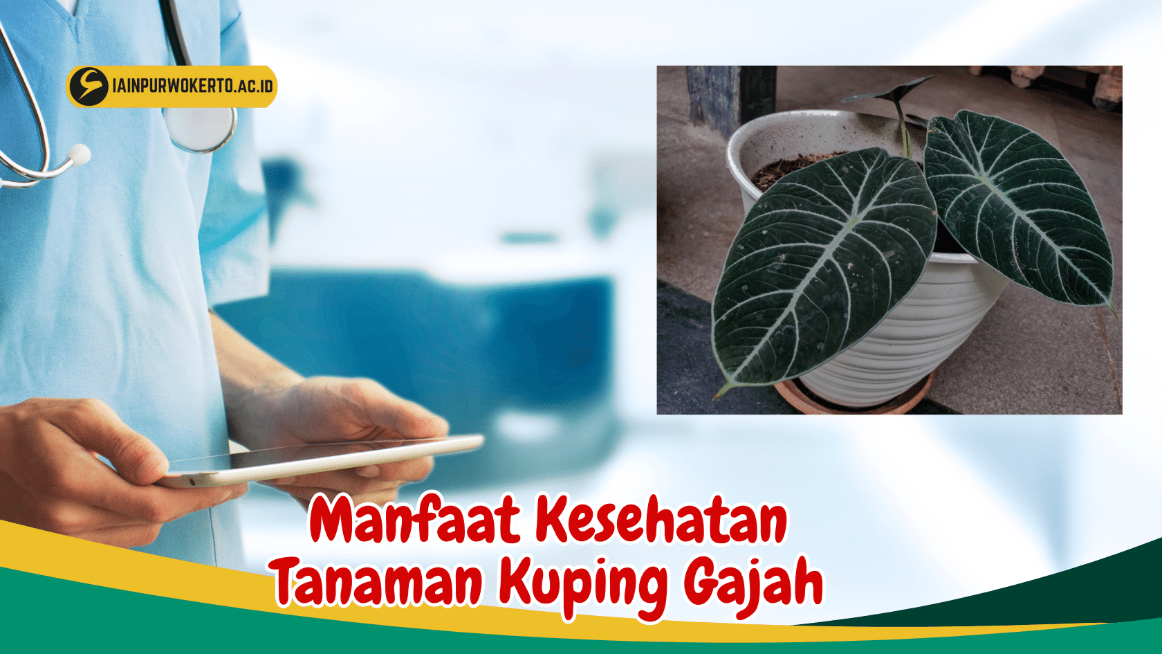 Manfaat Tanaman Kuping Gajah: Rahasia Keindahan dan Kesehatan