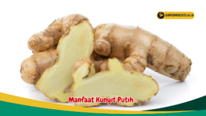 Manfaat Kunyit Putih