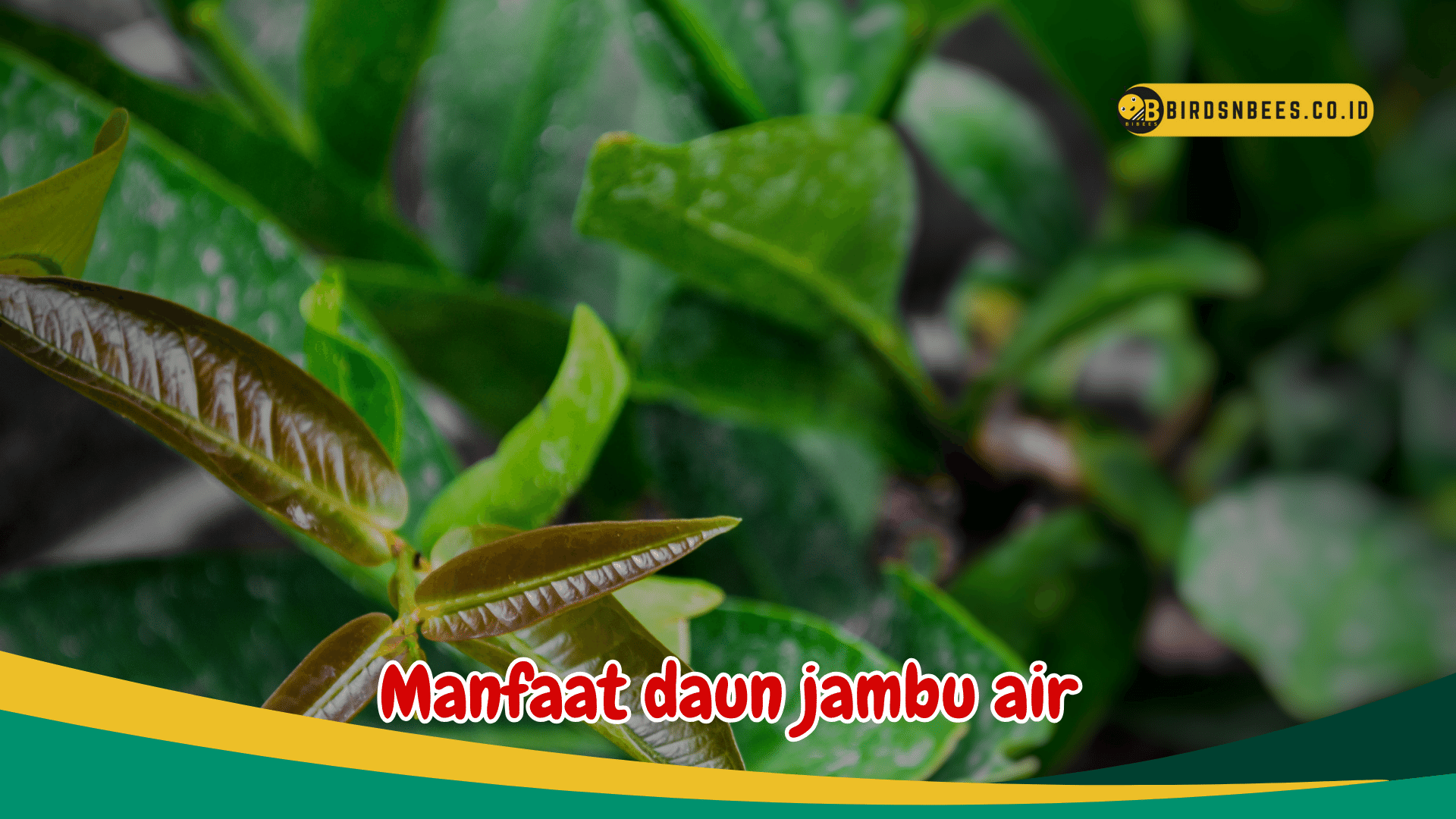 Atasi Gangguan Pencernaan Anda dengan Manfaat Alami Daun Jambu Air Atasi Gangguan Pencernaan Anda dengan Manfaat Alami Daun Jambu Air