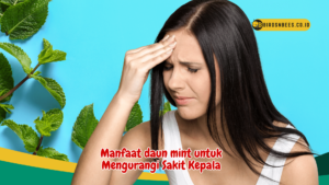 Manfaat daun mint untuk Mengurangi Sakit Kepala