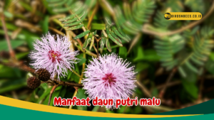 Manfaat daun putri malu