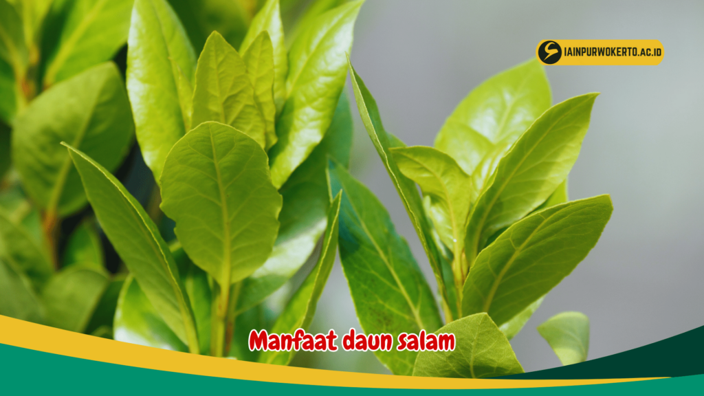 Manfaat daun salam Manfaat daun salam
