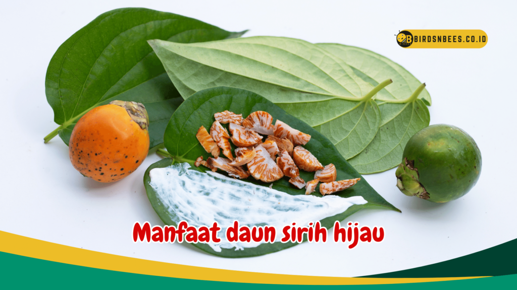 Manfaat daun sirih hijau