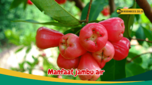 Manfaat jambu air