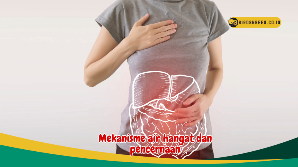 Mekanisme air hangat dan pencernaan Mekanisme air hangat dan pencernaan