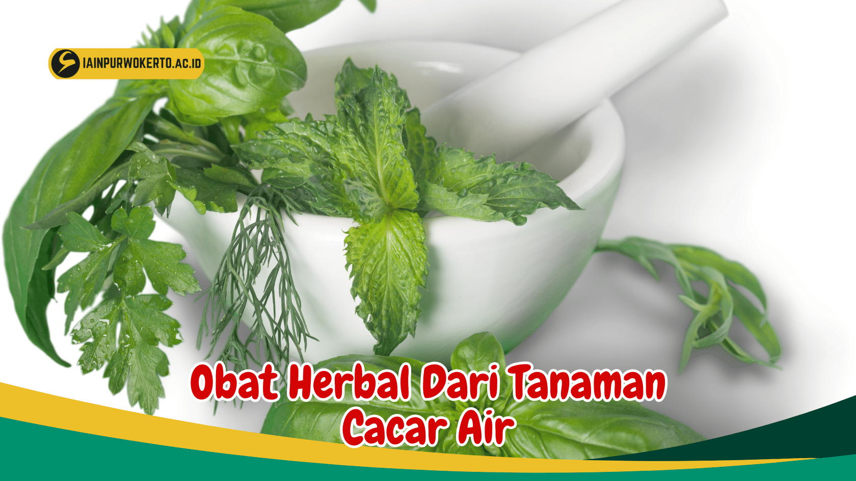 Manfaat Tanaman Cacar Air Sebagai obat herbal untuk Gangguan Kulit Manfaat Tanaman Cacar Air Sebagai obat herbal untuk Gangguan Kulit