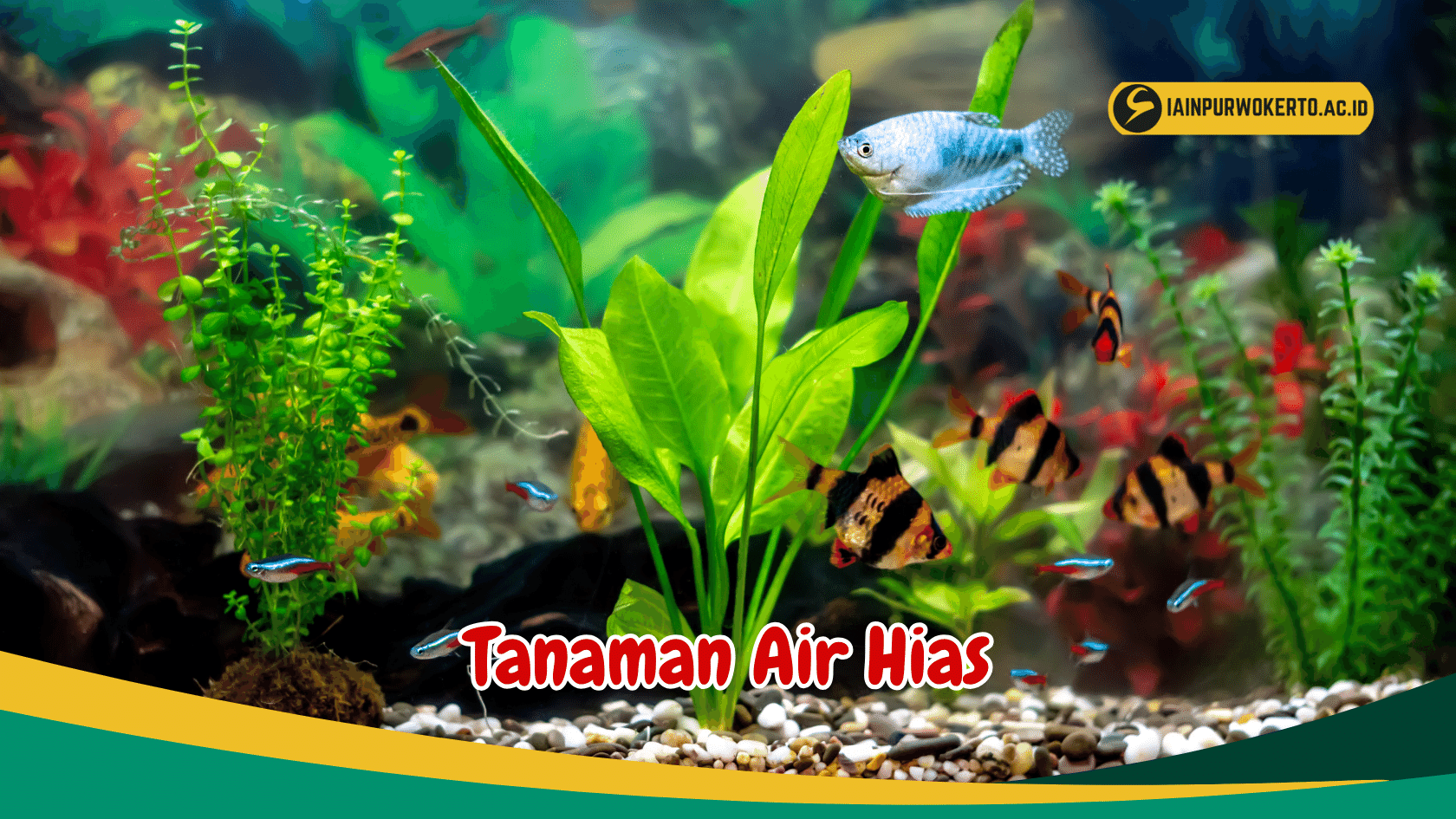Kenali 7 Jenis Tanaman Air Hias Unik untuk Aquarium Kesayanganmu Kenali 7 Jenis Tanaman Air Hias Unik untuk Aquarium Kesayanganmu