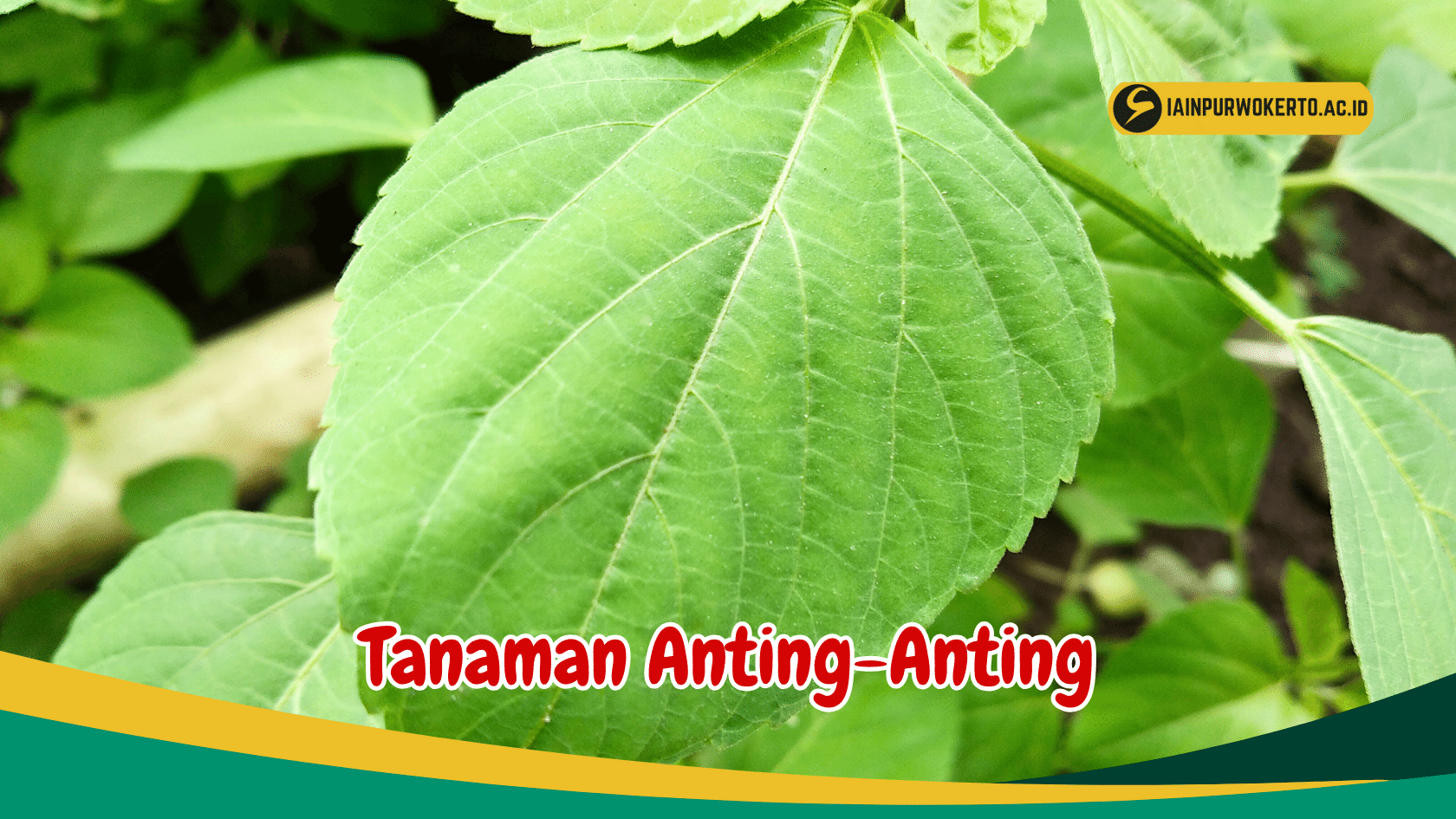 Mengenal 5 Jenis Tanaman Anting-Anting dan Khasiatnya Mengenal 5 Jenis Tanaman Anting-Anting dan Khasiatnya