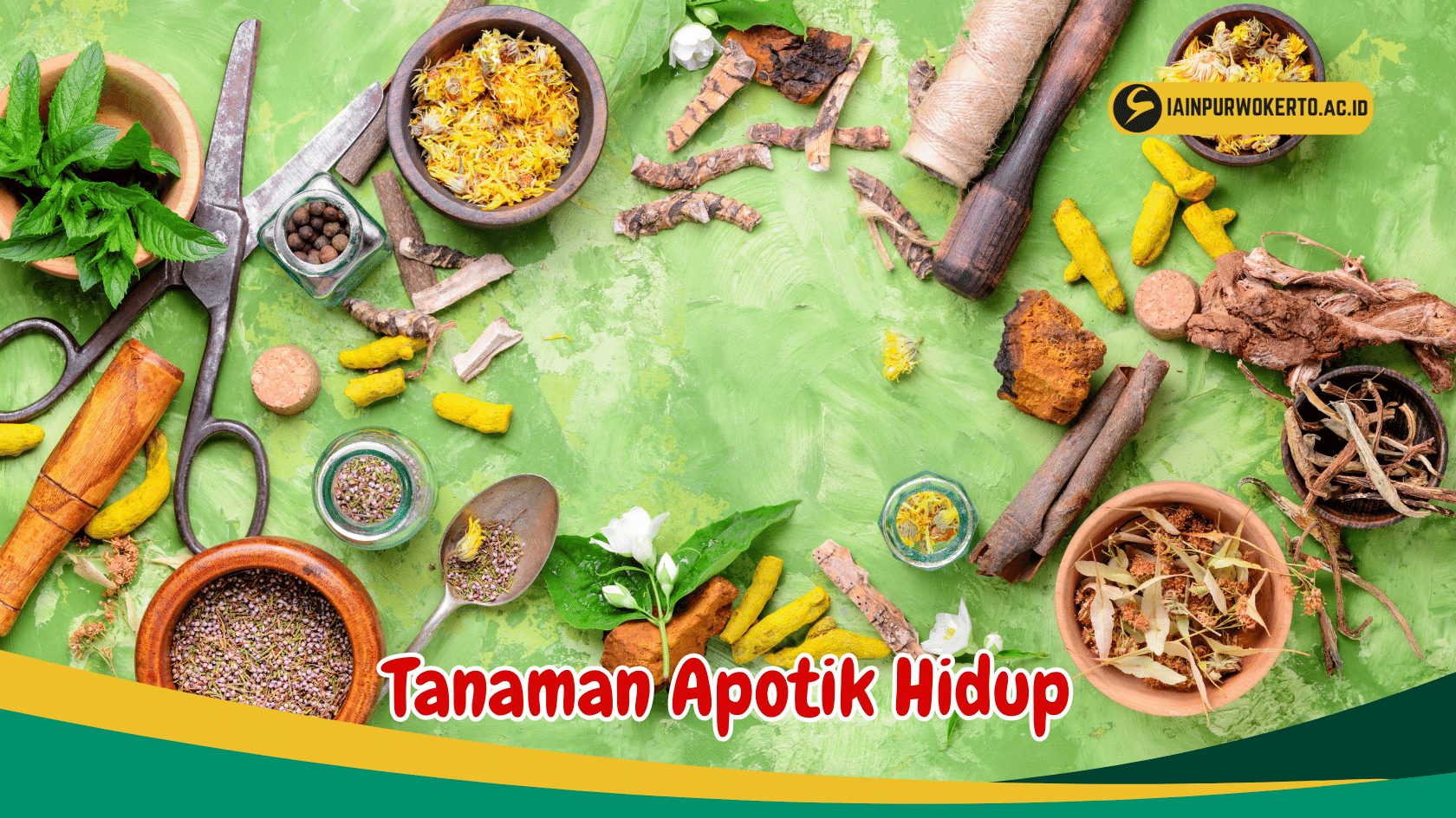 Kenali Manfaat dari 7 Jenis Tanaman Apotik Hidup untuk Kesehatanmu
