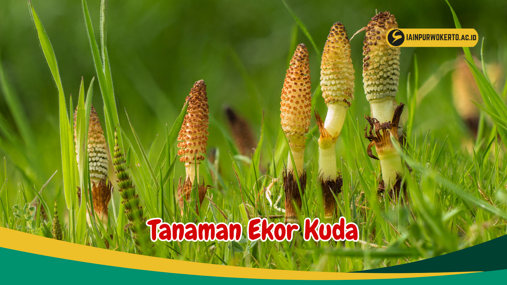 Bukan hanya Dekorasi, ini dia Deretan Manfaat Tanaman Ekor Kuda untuk Kesehatan! Bukan hanya Dekorasi, ini dia Deretan Manfaat Tanaman Ekor Kuda untuk Kesehatan!